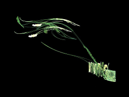 Muguet